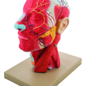 Model Human Head Cross sectional Neck Life Size Cranium