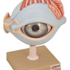 Model Human Eye with Lid on Stand - 7 Parts