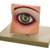 Model Eye with Lid on base