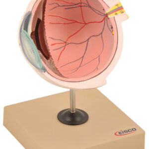 Model Human Eye Half of the Stand