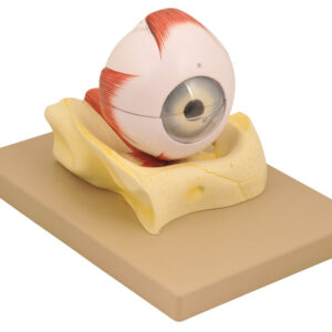 Model Human Eye on Bony Base - 5 times