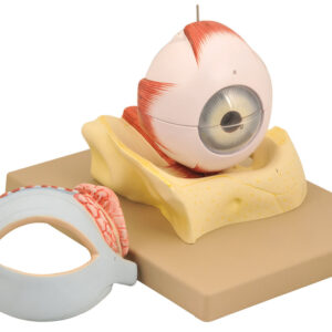 Human Eye with Lid - 5 Times 8 Parts