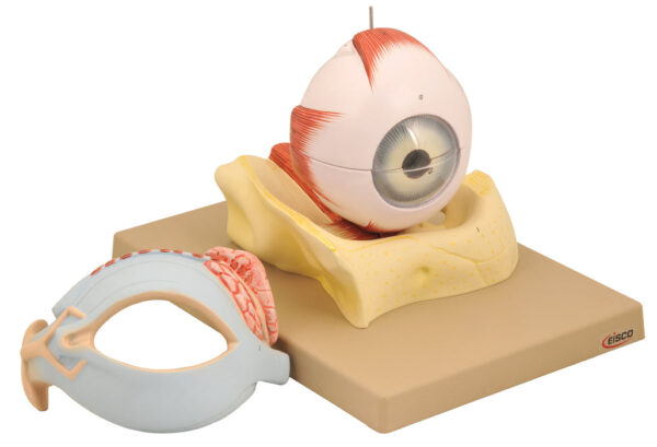 Human Eye with Lid - 5 Times 8 Parts