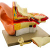 Model Human Giant Ear - 4 Parts