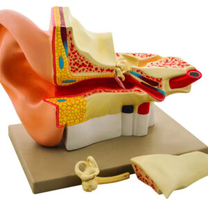 Model Human Giant Ear - 4 Parts