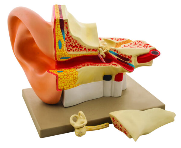 Model Human Giant Ear - 4 Parts