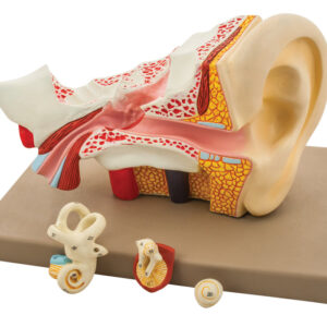 Model Human Ear - 4 Parts