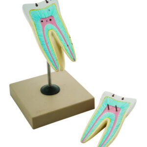 Model Human Tooth - 2 Parts