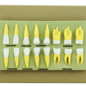 Eisco Labs Human Teeth Anatomical Model, Set of 16, 2 Times Life Size