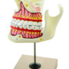 Eisco Labs Upper and Lower Jaw - 4 Times Enlarged - Mounted on stand