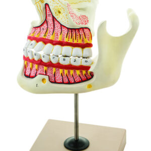 Eisco Labs Upper and Lower Jaw - 4 Times Enlarged - Mounted on stand
