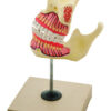 Model Upper & Lower Jaw - 3 times enlarged