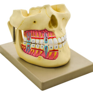 Model Human Upper & Lower Jaw