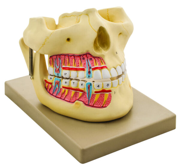 Model Human Upper & Lower Jaw