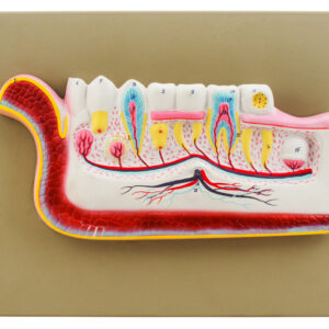 Model Lower Jaw with Teeth