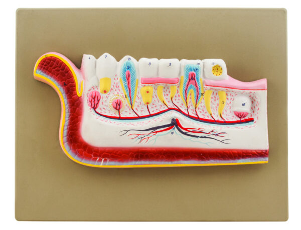 Model Lower Jaw with Teeth