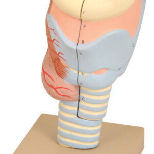 Model Larynx Full size - 2 Parts