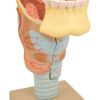 Model Larynx with Tongue & Teeth