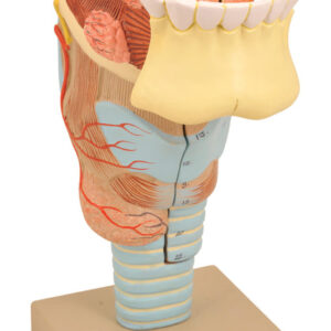 Model Larynx with Tongue & Teeth
