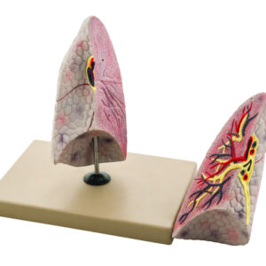 Model Human Lung Right