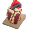 Model Human Heart - Extra Large size