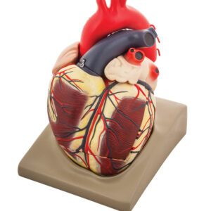 Model Human Heart - Extra Large size