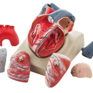 Human Heart on Diaphragm Enlarged 3 Times - 7 Parts