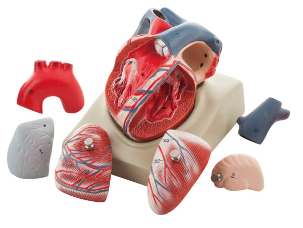 Human Heart on Diaphragm Enlarged 3 Times - 7 Parts
