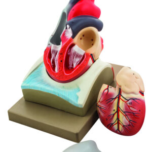 Eisco Labs Human Heart Model; Larger than Life Size (8" in height); On Diaphragm