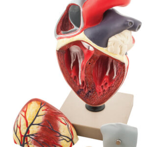 Model Human Heart - 4 Parts