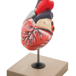 Model Human Heart - 3 Parts