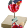 Model Human Heart - 2 Parts