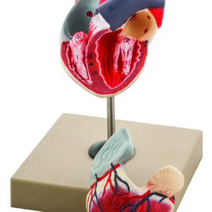 Model Human Heart - 2 Parts