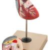 Model Human Heart Natural Size