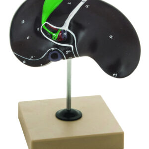 Eisco Labs Human Liver Anatomical Model with Gall Bladder, Life Size, Approx. 8"x8"x5"