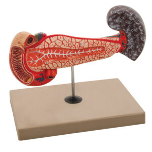 Model Human Spleen & Duodenum