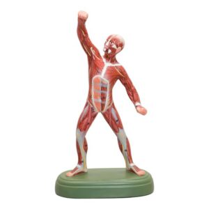 Muscle Figure Model
