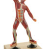 Model Muscle Figure