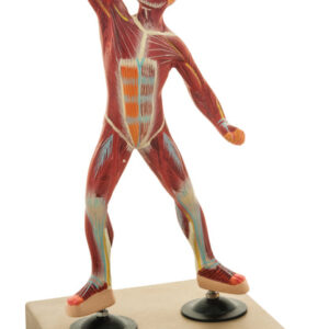 Model Muscle Figure