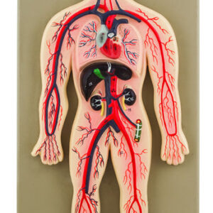 EISCO Human Circulatory System Model Hand Painted