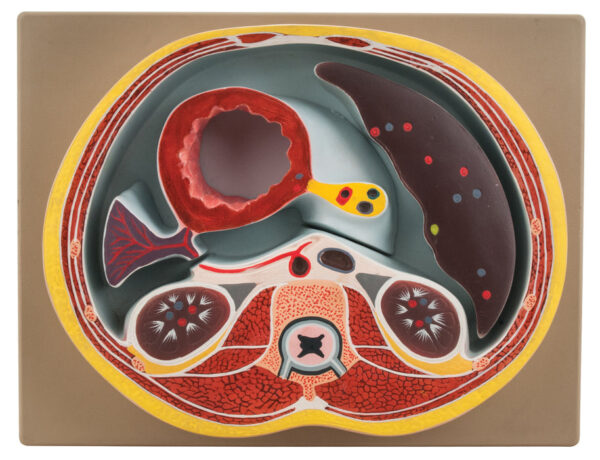 Model Human Abdomen Section