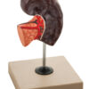 Model Human Spleen