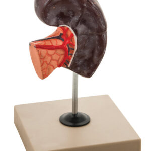 Model Human Spleen