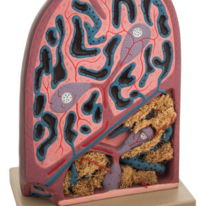 Microscopic Structure Spleen Model
