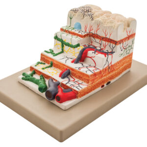 Model Human Stomach Gradation