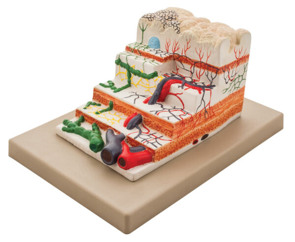Model Human Stomach Gradation