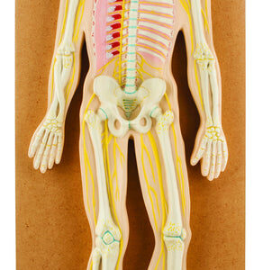 Model Human Nervous System