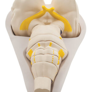 Human Brain Stem