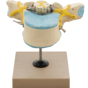 Model Thoracic Vertebrae with Spinal Cord