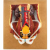 Model Dual Sex Urinary System
